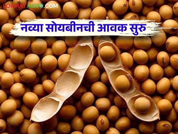 Soybean Bajar Bhav : 5 thousand bags of new soybeans arrival in Barshi Market Committee.. How is the market price? | Soybean Bajar Bhav : बार्शी बाजार समितीत नवीन सोयाबीनची ५ हजार कट्टे आवक.. कसा मिळतोय दर Soybean Bajar Bhav : 5 thousand bags of new soybeans arrival in Barshi Market Committee.. How is the market price? | Soybean Bajar Bhav : बार्शी बाजार समितीत नवीन सोयाबीनची ५ हजार कट्टे आवक.. कसा मिळतोय दर