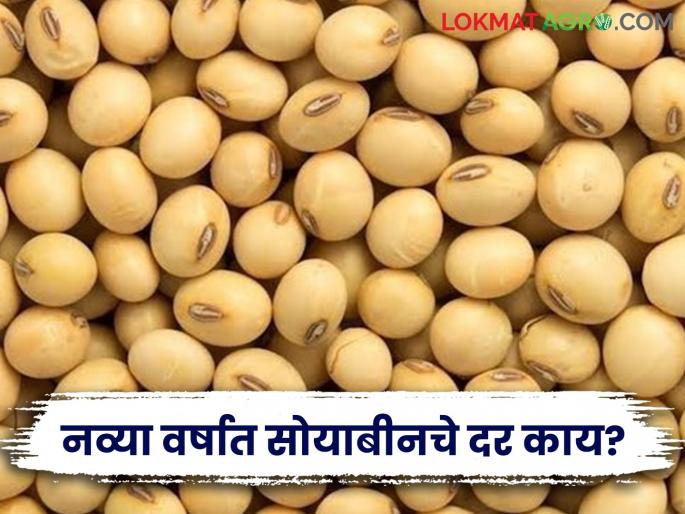 Soybean Bazaar Bhav: How much soybean arrival in the new year; Read in detail how the price was obtained | Soybean Bajar Bhav : नव्या वर्षात सोयाबीनची आवक किती; कसा मिळाला दर ते वाचा सविस्तर Soybean Bazaar Bhav: How much soybean arrival in the new year; Read in detail how the price was obtained | Soybean Bajar Bhav : नव्या वर्षात सोयाबीनची आवक किती; कसा मिळाला दर ते वाचा सविस्तर