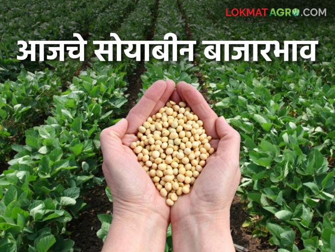 Soybean Bazaar Bhav: Soybean arrivals in Latur market increased; Read the price in detail | Soybean Bajar Bhav : लातूर बाजारात सोयाबीनची आवक वाढली; असा मिळाला दर वाचा सविस्तर Soybean Bazaar Bhav: Soybean arrivals in Latur market increased; Read the price in detail | Soybean Bajar Bhav : लातूर बाजारात सोयाबीनची आवक वाढली; असा मिळाला दर वाचा सविस्तर
