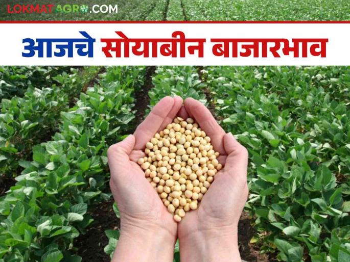 Soybean Bazaar Bhav: Soybean prices increase in Latur market; Read in detail how the price was obtained | Soybean Bajar Bhav : लातूरच्या बाजारात सोयाबीनच्या दरात वाढ; कसा मिळाला दर ते वाचा सविस्तर Soybean Bazaar Bhav: Soybean prices increase in Latur market; Read in detail how the price was obtained | Soybean Bajar Bhav : लातूरच्या बाजारात सोयाबीनच्या दरात वाढ; कसा मिळाला दर ते वाचा सविस्तर