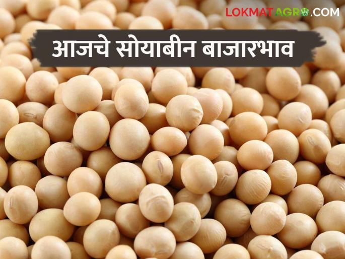 Soybean Bajar Bhav : Soybean arrival slows down in state market committee ; Read the price in detail | Soybean Bajar Bhav : राज्यातील बाजार समितीमध्ये सोयाबीनची आवक मंदावली; काय मिळाला भाव ते वाचा सविस्तर Soybean Bajar Bhav : Soybean arrival slows down in state market committee ; Read the price in detail | Soybean Bajar Bhav : राज्यातील बाजार समितीमध्ये सोयाबीनची आवक मंदावली; काय मिळाला भाव ते वाचा सविस्तर