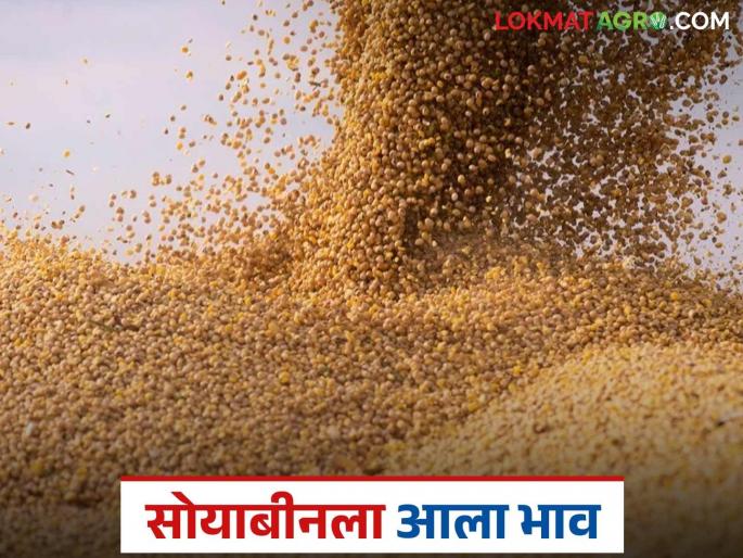 latest news Soybean Market: Soybean prices increase rapidly after one and a half years; Read what prices are being obtained | Soybean Market : दीड वर्षानंतर सोयाबीन दरात झपाट्याने वाढ; वाचा काय मिळतोय भाव latest news Soybean Market: Soybean prices increase rapidly after one and a half years; Read what prices are being obtained | Soybean Market : दीड वर्षानंतर सोयाबीन दरात झपाट्याने वाढ; वाचा काय मिळतोय भाव