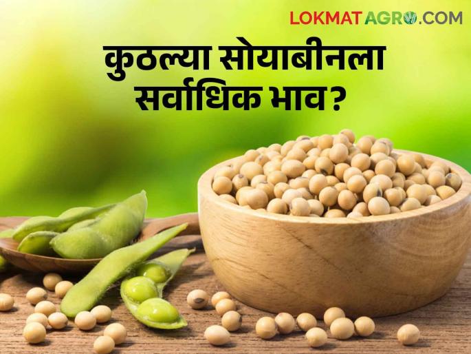 latest News todays Yellow Soybean has no guaranteed price in any market yards check here details | Soybean Bajarbhav : पिवळ्या सोयाबीनला एकाही बाजार समितीत हमीभाव नाही, वाचा आजचे बाजारभाव