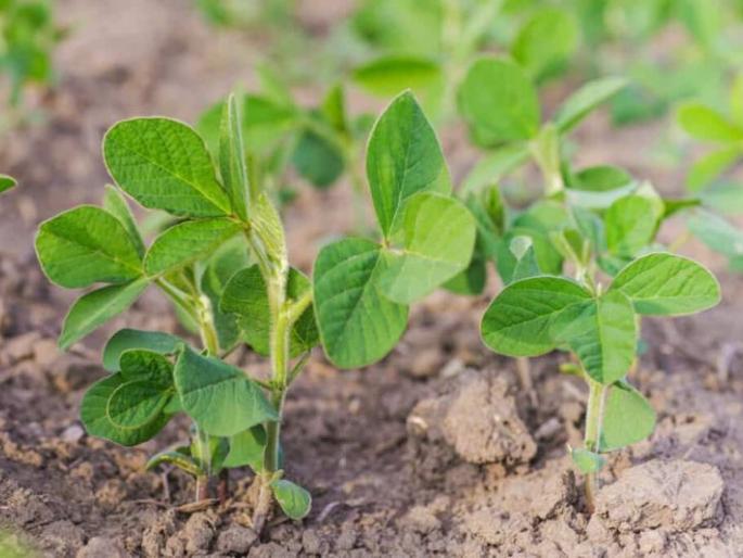 As the area under cultivation increased, soybean production declined | लागवड क्षेत्र वाढताच सोयाबीनचे उत्पादन घटले As the area under cultivation increased, soybean production declined | लागवड क्षेत्र वाढताच सोयाबीनचे उत्पादन घटले