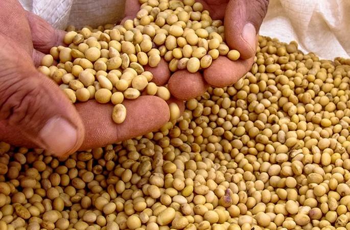 Only 3 lakh quintals of soybean certified! | केवळ ३ लाख क्विंटल ‘सोयाबीन’चेच प्रमाणीकरण! Only 3 lakh quintals of soybean certified! | केवळ ३ लाख क्विंटल ‘सोयाबीन’चेच प्रमाणीकरण!