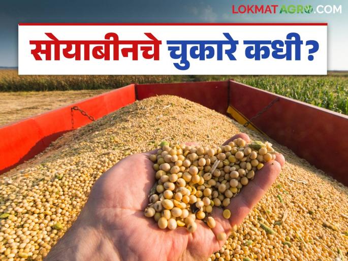 Soybean Procurement: Already low soybean prices, 649 crores of arrears have been incurred; Read the reason in detail | Soybean Procurement: आधीच सोयाबीनला कमी भाव त्यातही ६४९ कोटींचे चुकारे रखडले; काय आहे कारण वाचा सविस्तर Soybean Procurement: Already low soybean prices, 649 crores of arrears have been incurred; Read the reason in detail | Soybean Procurement: आधीच सोयाबीनला कमी भाव त्यातही ६४९ कोटींचे चुकारे रखडले; काय आहे कारण वाचा सविस्तर