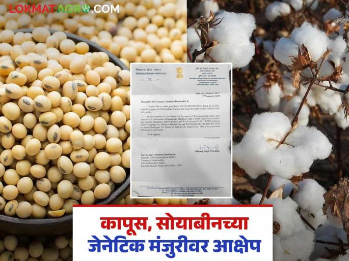 Genetic Seeds : latest news Cotton, soybean and maize are not genetically modified, know the reason | Genetic Seeds : कापूस, सोयाबीन आणि मका जेनेटिक मंजुरी नाही जाणून घ्या काय आहे कारण Genetic Seeds : latest news Cotton, soybean and maize are not genetically modified, know the reason | Genetic Seeds : कापूस, सोयाबीन आणि मका जेनेटिक मंजुरी नाही जाणून घ्या काय आहे कारण