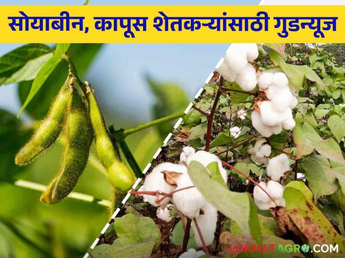 It is likely that this big decision will be made in relation to soybean, cotton and onion farm prices | सोयाबीन, कापूस व कांदा शेतमाल भावा संदर्भात हे मोठे निर्णय होण्याची शक्यता It is likely that this big decision will be made in relation to soybean, cotton and onion farm prices | सोयाबीन, कापूस व कांदा शेतमाल भावा संदर्भात हे मोठे निर्णय होण्याची शक्यता