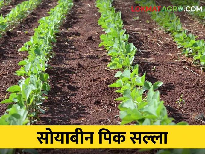 How to use herbicides in soybean crop? | सोयाबीन पिकामध्ये तणनाशकांचा वापर कसा करावा? How to use herbicides in soybean crop? | सोयाबीन पिकामध्ये तणनाशकांचा वापर कसा करावा?