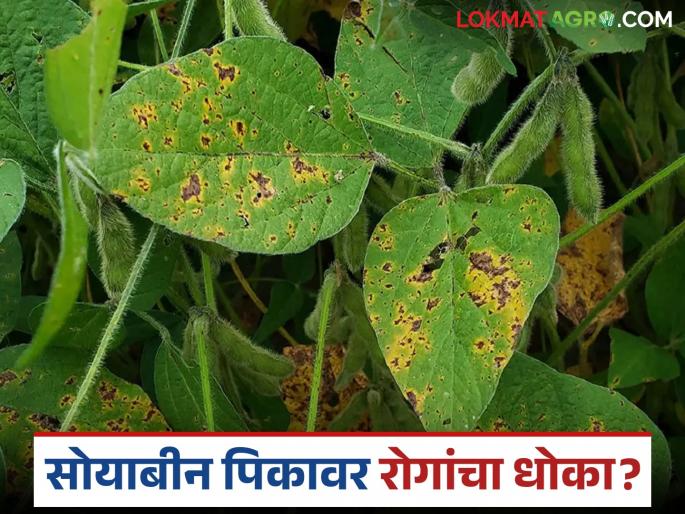 latest news Soybean Crop Protection: Farmers should adopt these measures to protect soybean crops | Soybean Crop Protection : सोयाबीन पीक सुरक्षित ठेवण्यासाठी शेतकऱ्यांनी 'या' उपाययोजनांचा अवलंब करा