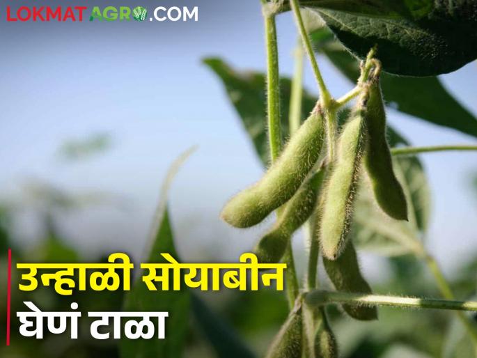 Summer soybean planting is a loss for farmers | उन्हाळी सोयाबीन लागवड शेतकऱ्यांसाठी तोट्याचीच Summer soybean planting is a loss for farmers | उन्हाळी सोयाबीन लागवड शेतकऱ्यांसाठी तोट्याचीच
