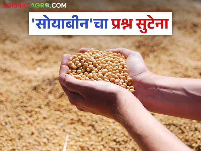 Soybean Market Update: The decline in soybeans has not ended; Prices will not improve, read in detail | Soybean Market Update : सोयाबीनला लागलेले ग्रहण सुटेना; दरात सुधारणा होईना वाचा सविस्तर Soybean Market Update: The decline in soybeans has not ended; Prices will not improve, read in detail | Soybean Market Update : सोयाबीनला लागलेले ग्रहण सुटेना; दरात सुधारणा होईना वाचा सविस्तर