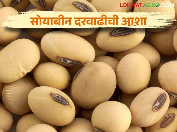 Soybean Market: Farmers are Awaiting for expected rate of soybean | Soybean Market : सोयाबीनला अपेक्षित दर मिळणार तरी कधी शेतकऱ्यांचा प्रश्न; अपेक्षित दराच्या प्रतीक्षेत 