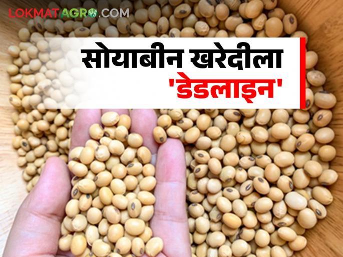 NAFED soybean center: How will soybeans from 11,000 farmers be purchased? Read in detail | NAFED soybean center : ११ हजार शेतकऱ्यांची सोयाबीन खरेदी करणार कशी? वाचा सविस्तर NAFED soybean center: How will soybeans from 11,000 farmers be purchased? Read in detail | NAFED soybean center : ११ हजार शेतकऱ्यांची सोयाबीन खरेदी करणार कशी? वाचा सविस्तर