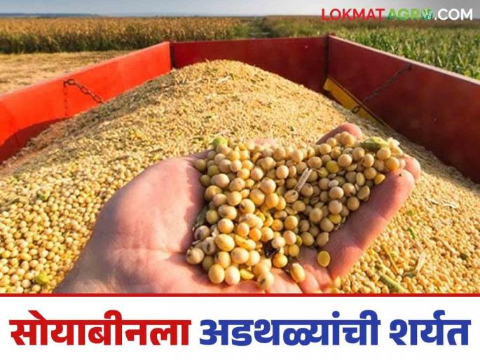Soybean procurement: Soybean procurement not done despite obstacles? What is the situation? Read in detail | Soybean procurement : अडथळ्यांची परिकष्टा करूनही सोयाबीन खरेदी होईना? काय आहे परिस्थिती वाचा सविस्तर Soybean procurement: Soybean procurement not done despite obstacles? What is the situation? Read in detail | Soybean procurement : अडथळ्यांची परिकष्टा करूनही सोयाबीन खरेदी होईना? काय आहे परिस्थिती वाचा सविस्तर