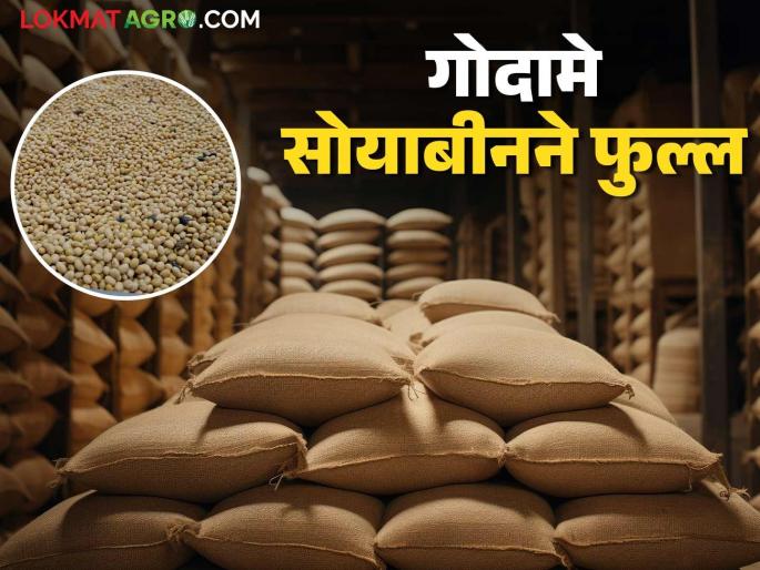 Soybean Procurement: Read in detail why there is 4 lakh quintals of soybean procurement at the center | Soybean Procurement: ४ लाख क्विंटलवर सोयाबीन खरेदी केंद्रांतच काय आहे कारण वाचा सविस्तर