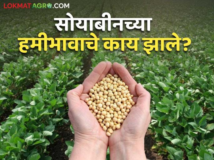 Soybean Hamibhav: What happened to the guaranteed price of 6 thousand rupees for soybean? Read in detail | Soybean Hamibhav: सोयाबीनच्या ६ हजार रुपये हमीभावाचे काय झाले? वाचा सविस्तर Soybean Hamibhav: What happened to the guaranteed price of 6 thousand rupees for soybean? Read in detail | Soybean Hamibhav: सोयाबीनच्या ६ हजार रुपये हमीभावाचे काय झाले? वाचा सविस्तर