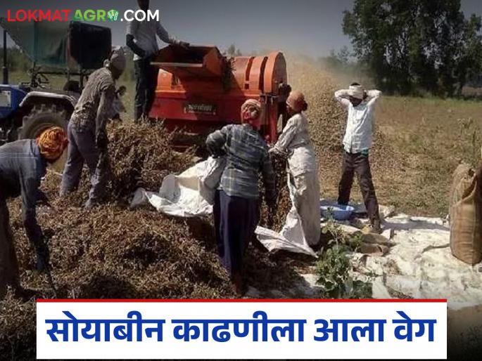 latest news Soybean Harvest: Soybean harvesting, which survived the heavy rains, has gained momentum. Read in detail | Soybean Harvest : अतिवृष्टीच्या तडाख्यातून वाचलेल्या सोयाबीन काढणीला आला वेग वाचा सविस्तर