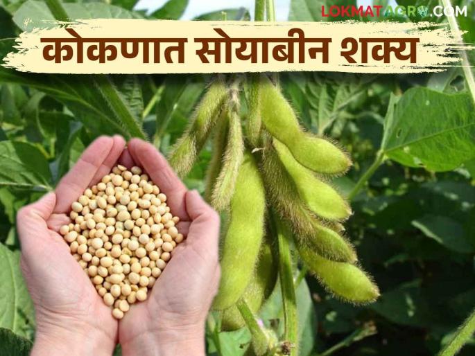Soybean Cultivation; Now Soybean cultivation will be possible in Konkan, how to manage | Soybean Cultivation आता कोकणातही सोयाबीन लागवड होईल शक्य, कसे कराल व्यवस्थापन Soybean Cultivation; Now Soybean cultivation will be possible in Konkan, how to manage | Soybean Cultivation आता कोकणातही सोयाबीन लागवड होईल शक्य, कसे कराल व्यवस्थापन