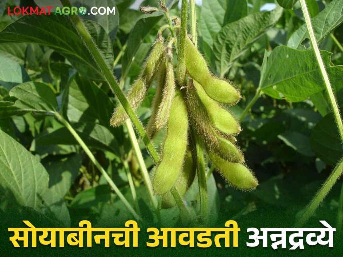 Increase soybean crop yield by providing proper nutrients | सोयाबीन पिकाला आवडणारी अन्नद्रव्ये कोणती अन् ती कशी द्यावी? Increase soybean crop yield by providing proper nutrients | सोयाबीन पिकाला आवडणारी अन्नद्रव्ये कोणती अन् ती कशी द्यावी?