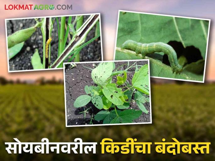 how to control stem fly and Girdle beetle pests in soybean | Soybean Pest Management: खोडमाशी व चक्रभुंगा यांपासून सोयाबीनला वाचविण्याचे सोपे उपाय how to control stem fly and Girdle beetle pests in soybean | Soybean Pest Management: खोडमाशी व चक्रभुंगा यांपासून सोयाबीनला वाचविण्याचे सोपे उपाय