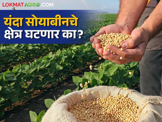 Soyabean Cotton Crop: latest news Cotton area increased in Kharif this year, will soybean retreat? Read in detail | Soyabean Cotton Crop: यंदा खरिपात कपाशीची क्षेत्रवाढ, सोयाबीन माघार घेईल का? वाचा सविस्तर Soyabean Cotton Crop: latest news Cotton area increased in Kharif this year, will soybean retreat? Read in detail | Soyabean Cotton Crop: यंदा खरिपात कपाशीची क्षेत्रवाढ, सोयाबीन माघार घेईल का? वाचा सविस्तर