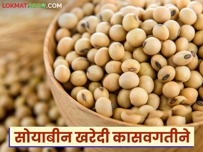 Soybean procurement: Despite extension, soybean procurement continues to drag on Read in detail | Soybean procurement : मुदतवाढ देऊनही सोयाबीन खरेदीची कासवगती संपता संपेना वाचा सविस्तर Soybean procurement: Despite extension, soybean procurement continues to drag on Read in detail | Soybean procurement : मुदतवाढ देऊनही सोयाबीन खरेदीची कासवगती संपता संपेना वाचा सविस्तर