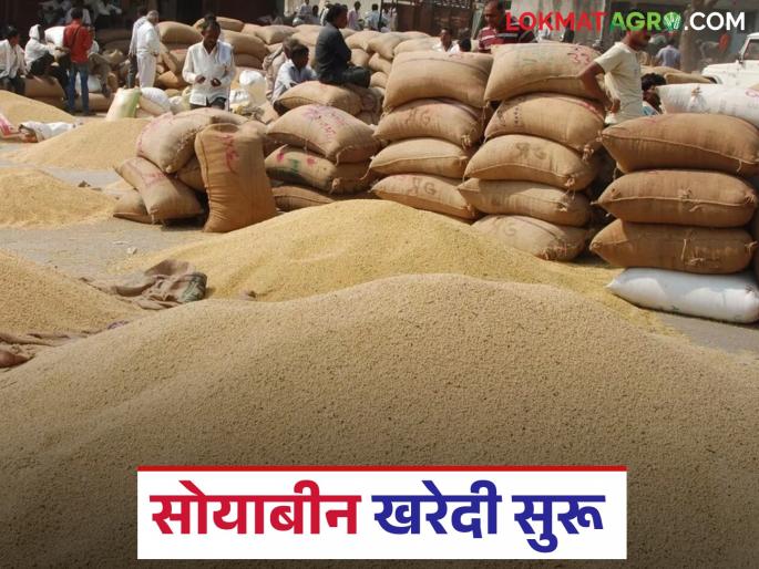 latest news Soybean Kharedi: New season soybean procurement center begins; Read in detail how to get the price | Soybean Kharedi : नवीन हंगामातील सोयाबीन खरेदी केंद्राला प्रारंभ; कसा मिळाला दर वाचा सविस्तर latest news Soybean Kharedi: New season soybean procurement center begins; Read in detail how to get the price | Soybean Kharedi : नवीन हंगामातील सोयाबीन खरेदी केंद्राला प्रारंभ; कसा मिळाला दर वाचा सविस्तर