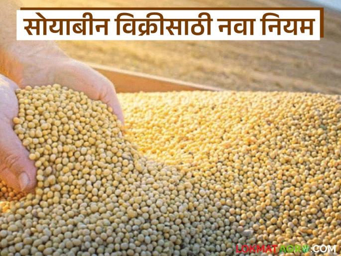 latest news Soybean Kharedi: New rules for guaranteed price purchase; 'thumb' mandatory for soybean booking Read in detail | Soybean Kharedi : हमीभावाच्या खरेदीत नवे नियम; सोयाबीन बुकिंगसाठी 'अंगठा' अनिवार्य वाचा सविस्तर latest news Soybean Kharedi: New rules for guaranteed price purchase; 'thumb' mandatory for soybean booking Read in detail | Soybean Kharedi : हमीभावाच्या खरेदीत नवे नियम; सोयाबीन बुकिंगसाठी 'अंगठा' अनिवार्य वाचा सविस्तर