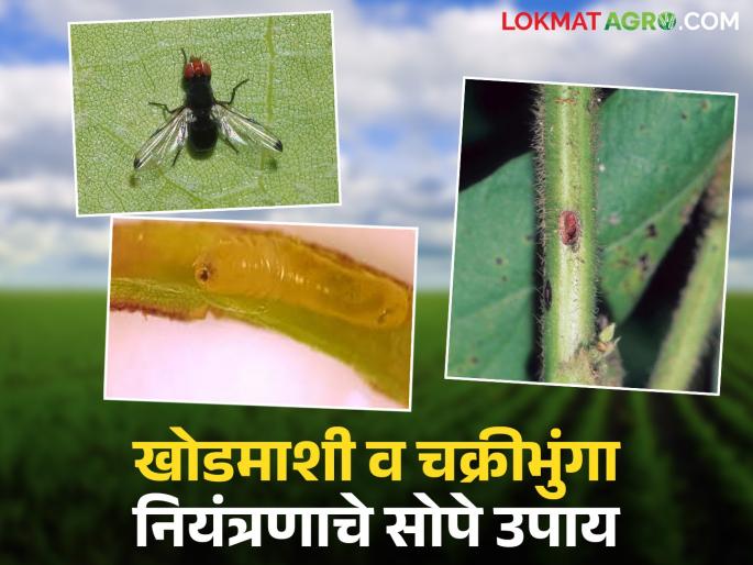 latest news Soybean Crop Protection : Important for farmers: Learn about soybean stem borer and cyclone control measures | Soybean Crop Protection : शेतकऱ्यांसाठी महत्वाचे : सोयाबीन खोडमाशी, चक्रीभुंगा नियंत्रणाचे उपाय जाणून घ्या
