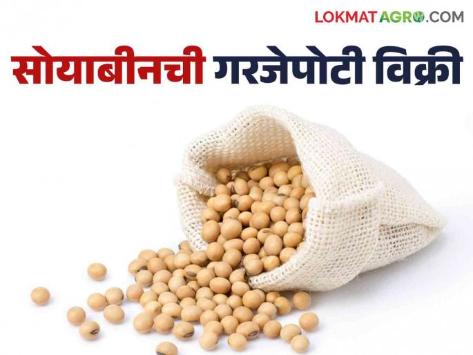 Soybean Market: Record arrival of soybeans in Latur's market committee; General rates do not increase | Soybean Market : लातूरच्या बाजार समितीत सोयाबीनची विक्रमी आवक ; सर्वसाधारण दर वाढेना Soybean Market: Record arrival of soybeans in Latur's market committee; General rates do not increase | Soybean Market : लातूरच्या बाजार समितीत सोयाबीनची विक्रमी आवक ; सर्वसाधारण दर वाढेना
