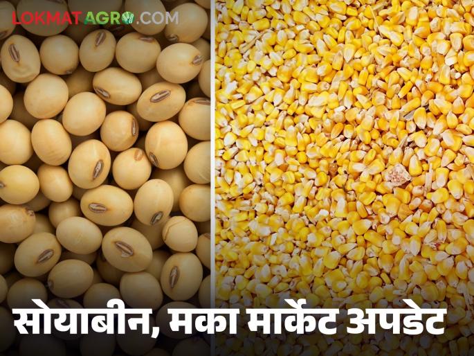 Soybean Maize Bazaar Bhav : Soybean, maize arrive in 'this' market; Read in detail how it was obtained | Soybean Maize Bajar Bhav : 'या' बाजारात सोयाबीन, मक्याची आवक; कसा मिळाला ते वाचा सविस्तर Soybean Maize Bazaar Bhav : Soybean, maize arrive in 'this' market; Read in detail how it was obtained | Soybean Maize Bajar Bhav : 'या' बाजारात सोयाबीन, मक्याची आवक; कसा मिळाला ते वाचा सविस्तर