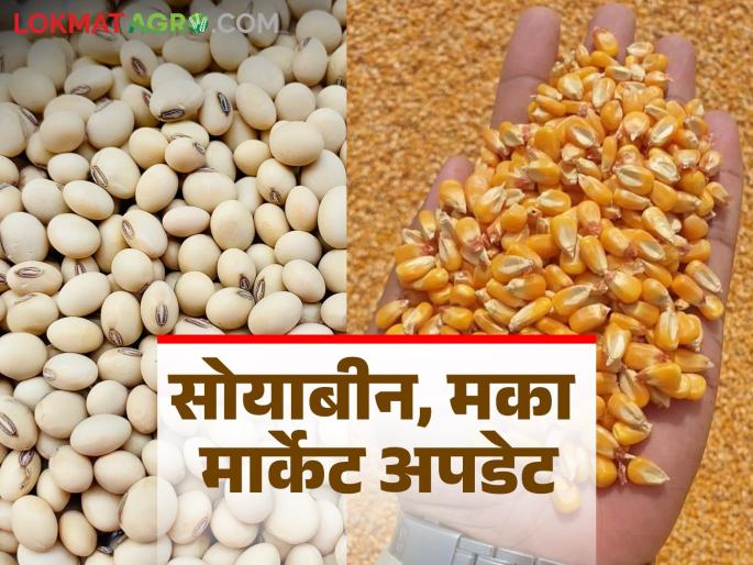 Soybean maize market: How much soybean and maize arrived in the market on Sunday; Read in detail how the prices were obtained | soybean maize market: रविवारी बाजारात सोयाबीन, मक्याची आवक किती; कसा मिळाला दर ते वाचा सविस्तर