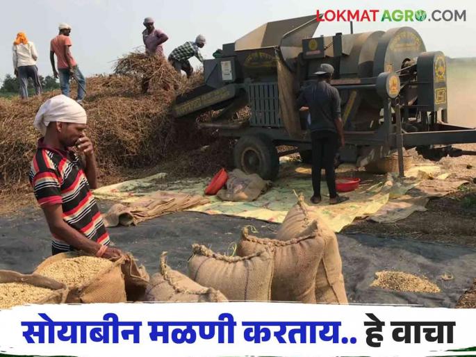 Soybean Threshing : How to do threshing of soybeans to save cost of seeds, read in detail | Soybean Threshing : बियाण्याचा खर्च वाचविण्यासाठी कशी कराल सोयाबीनची मळणी वाचा सविस्तर Soybean Threshing : How to do threshing of soybeans to save cost of seeds, read in detail | Soybean Threshing : बियाण्याचा खर्च वाचविण्यासाठी कशी कराल सोयाबीनची मळणी वाचा सविस्तर