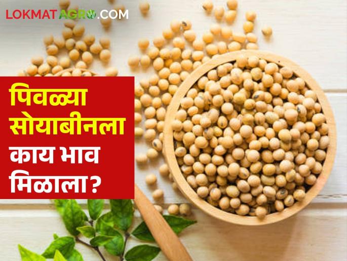 Latest news 10 may 2024 todays soybean Market in barshi market check here | Soybean Market : बार्शी बाजार समितीत सोयाबीनला सर्वाधिक बाजारभाव, असे आहेत बाजारभाव Latest news 10 may 2024 todays soybean Market in barshi market check here | Soybean Market : बार्शी बाजार समितीत सोयाबीनला सर्वाधिक बाजारभाव, असे आहेत बाजारभाव