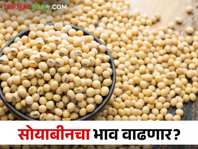 Soybean Market: The inward of soybeans has increased now.. When will the price go up to 5000? | Soybean Market: सोयाबीनची आवक वाढली आता.. भाव ५ हजारांवर कधी जाणार?