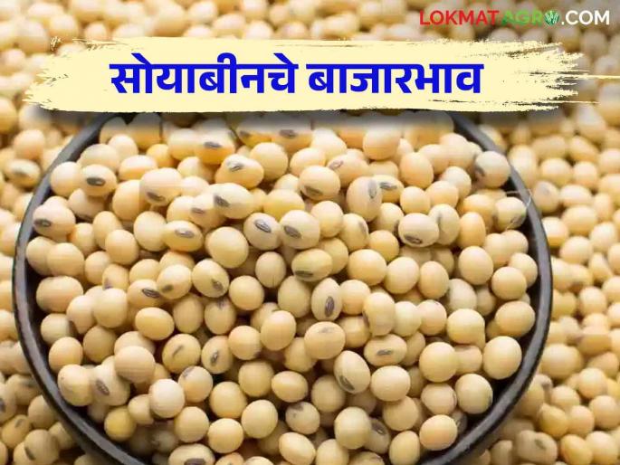 Soybean Market Update: Soybean arrival is highest in Niphad market; Read in details | Soybean Market Update : निफाडच्या बाजारात सोयाबीनची आवक सर्वाधिक; काय मिळाला 'दर' वाचा सविस्तर Soybean Market Update: Soybean arrival is highest in Niphad market; Read in details | Soybean Market Update : निफाडच्या बाजारात सोयाबीनची आवक सर्वाधिक; काय मिळाला 'दर' वाचा सविस्तर