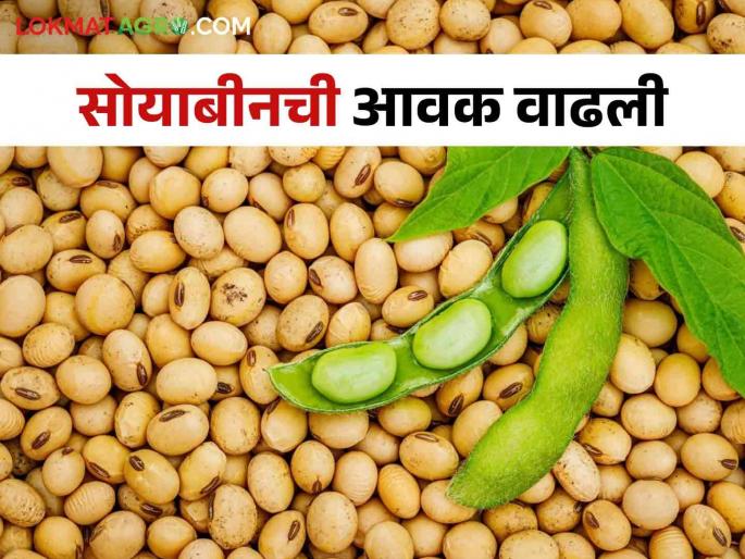 Soybean Market Inflow of soybeans increased; However, the rate crisis remains, read what the rate is getting | Soybean Market सोयाबीनची आवक वाढली; दरकोंडी मात्र कायम, वाचा काय मिळतोय दर