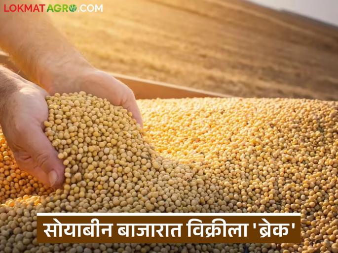 latest news Soybean Market: Sales in the soybean market 'break'; What is the reason? Read in detail | Soybean Market : सोयाबीन बाजारात विक्रीला 'ब्रेक'; काय आहे कारण वाचा सविस्तर latest news Soybean Market: Sales in the soybean market 'break'; What is the reason? Read in detail | Soybean Market : सोयाबीन बाजारात विक्रीला 'ब्रेक'; काय आहे कारण वाचा सविस्तर