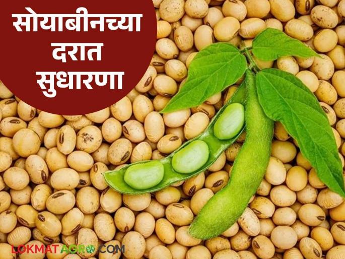 Soybean Market : Slight improvement in soybean prices; Farmers' hopes revived! | Soybean Market : सोयाबीनच्या दरात किंचित सुधारणा; शेतकऱ्यांच्या आशा पल्लवित ! Soybean Market : Slight improvement in soybean prices; Farmers' hopes revived! | Soybean Market : सोयाबीनच्या दरात किंचित सुधारणा; शेतकऱ्यांच्या आशा पल्लवित !
