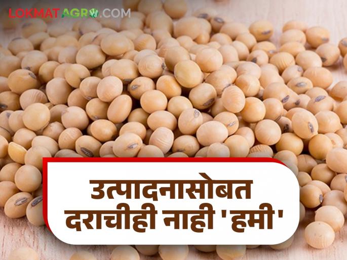 Soybean Market: Inflow is low and price is not guaranteed; Soybean producers will suffer this year | Soybean Market : आवक कमी त्यात दराचीही नाही हमी; सोयाबीन उत्पादकांचे यंदा हाल बेहाल