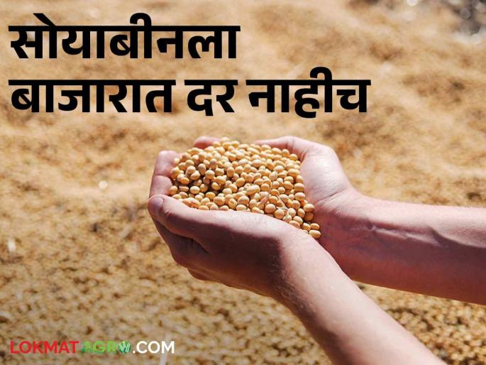 Soybeans do not have a market price; But the price of seeds skyrocketed! | सोयाबीनला बाजारात दर नाही; पण बियाण्याचे भाव मात्र गगणाला! Soybeans do not have a market price; But the price of seeds skyrocketed! | सोयाबीनला बाजारात दर नाही; पण बियाण्याचे भाव मात्र गगणाला!