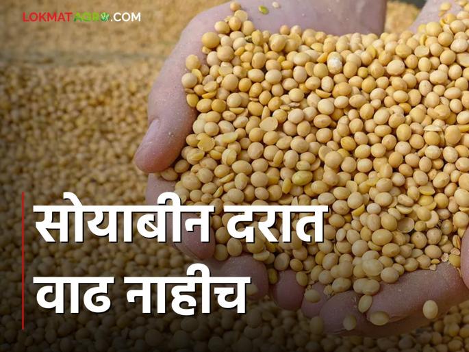 Farmers take soybean for sale; But there is no rate hike | Soybean Market शेतकऱ्यांनी सोयाबीन काढली विक्रीला; मात्र दरात वाढ नाहीच Farmers take soybean for sale; But there is no rate hike | Soybean Market शेतकऱ्यांनी सोयाबीन काढली विक्रीला; मात्र दरात वाढ नाहीच