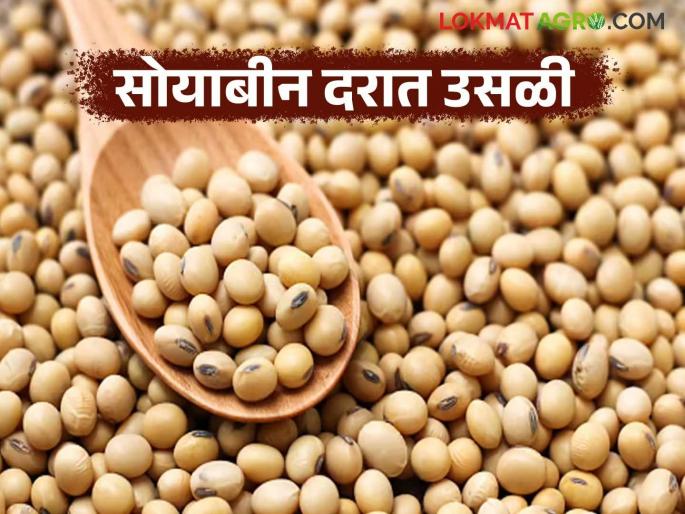 latest news Soybean Market: Soybean prices surge; Read the price of gold for old soybeans in detail | Soybean Market : सोयाबीन दरात उसळी; जुन्या सोयाबीनला सोन्याचा भाव वाचा सविस्तर latest news Soybean Market: Soybean prices surge; Read the price of gold for old soybeans in detail | Soybean Market : सोयाबीन दरात उसळी; जुन्या सोयाबीनला सोन्याचा भाव वाचा सविस्तर