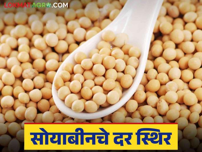 Soybean prices remain stable; arrivals to the district market committee at 18,000 quintals! | Soybean Market : सोयाबीनचे दर स्थिरच; जिल्ह्यातील बाजार समित्यात आवक १८ हजार क्विंटलवर ! Soybean prices remain stable; arrivals to the district market committee at 18,000 quintals! | Soybean Market : सोयाबीनचे दर स्थिरच; जिल्ह्यातील बाजार समित्यात आवक १८ हजार क्विंटलवर !
