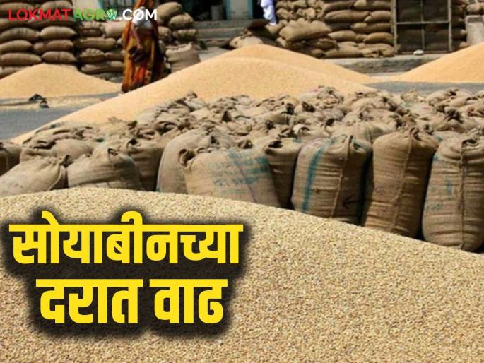 Soybean BajarBhav: Soybean prices increased in the market, but arrivals decreased! | Soybean BajarBhav: बाजारात सोयाबीनचे दर वधारले, आवक मात्र घटली! Soybean BajarBhav: Soybean prices increased in the market, but arrivals decreased! | Soybean BajarBhav: बाजारात सोयाबीनचे दर वधारले, आवक मात्र घटली!