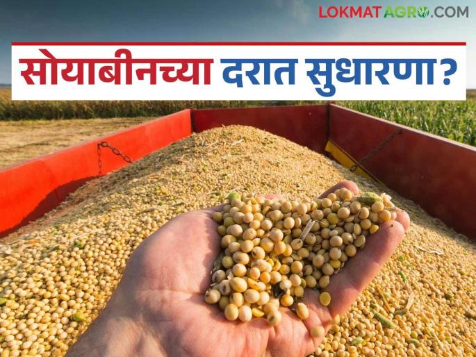 Soybean Market Update: latest news Will the decline in soybean prices stop? Find out what is the reason | Soybean Market Update: सोयाबीनच्या दरातील घसरण थांबणार का? जाणून घ्या काय आहे कारण Soybean Market Update: latest news Will the decline in soybean prices stop? Find out what is the reason | Soybean Market Update: सोयाबीनच्या दरातील घसरण थांबणार का? जाणून घ्या काय आहे कारण