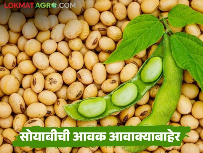 latest news Soybean Market: Soybean arrivals continue to stagnate; Planning of 'these' market committees has collapsed. Read in detail | Soybean Market :सोयाबीनची आवक थांबता थांबेना; 'या' बाजार समित्यांचे नियोजन कोलमडले वाचा सविस्तर latest news Soybean Market: Soybean arrivals continue to stagnate; Planning of 'these' market committees has collapsed. Read in detail | Soybean Market :सोयाबीनची आवक थांबता थांबेना; 'या' बाजार समित्यांचे नियोजन कोलमडले वाचा सविस्तर