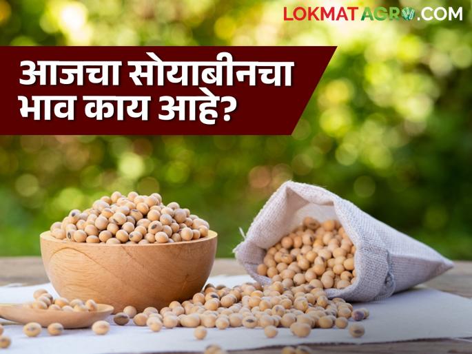 Soybean Market Update: Latur market has highest arrivals and Shirpur market has low arrivals; Read the price in detail  | Soybean Market Update : लातूर बाजारात सर्वाधिक तर शिरपूर बाजारात कमी आवक; काय भाव मिळाला ते वाचा सविस्तर  Soybean Market Update: Latur market has highest arrivals and Shirpur market has low arrivals; Read the price in detail  | Soybean Market Update : लातूर बाजारात सर्वाधिक तर शिरपूर बाजारात कमी आवक; काय भाव मिळाला ते वाचा सविस्तर