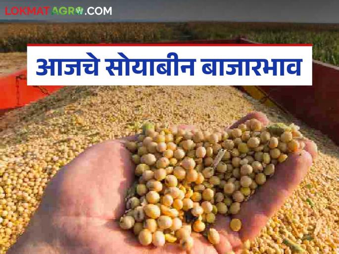 latest news Soybean Bajar Bhav : Prices stable in soybean market, arrivals decreased; Read in detail which market has higher prices | Soybean Bajar Bhav : सोयाबीन बाजारात दर स्थिर, आवक घटली; कोणत्या बाजारात जास्त भाव वाचा सविस्तर